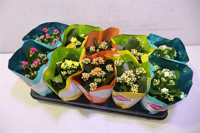 <h4>Kalanchoe Double Deluxe Mix Stadium</h4>