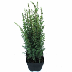 Juniperus communis 'Arnold' P17