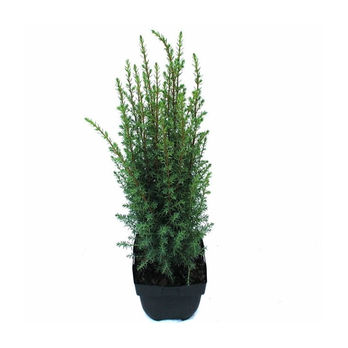 <h4>Juniperus communis 'Arnold' P17</h4>