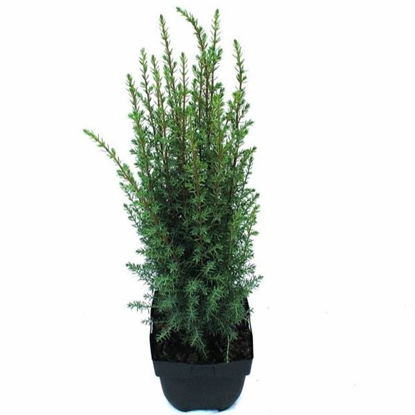 <h4>Juniperus com. 'Arnold' P17</h4>