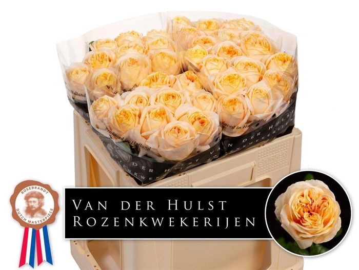 <h4>Rosa a grande fleur London Tower</h4>