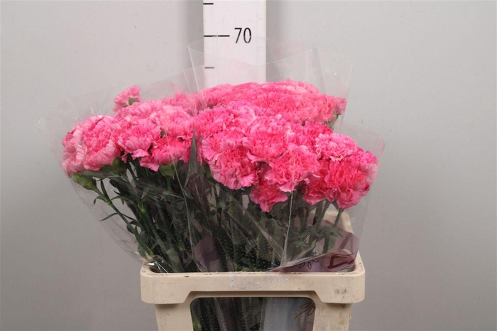 <h4>Di St Tonic Golem</h4>