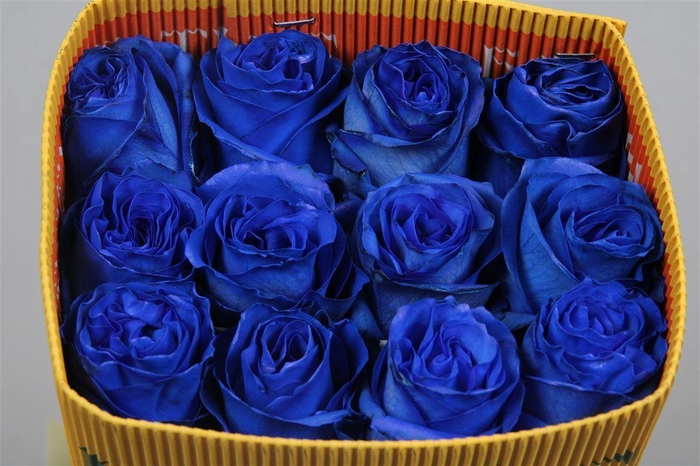 <h4>R Gr Blue Moon Ec</h4>