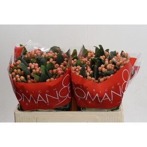 Hypericum Mellow Romance