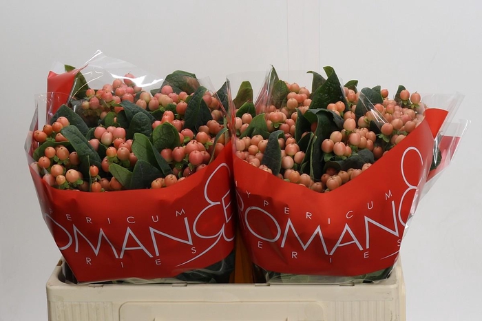 <h4>Hypericum Mellow Romance</h4>