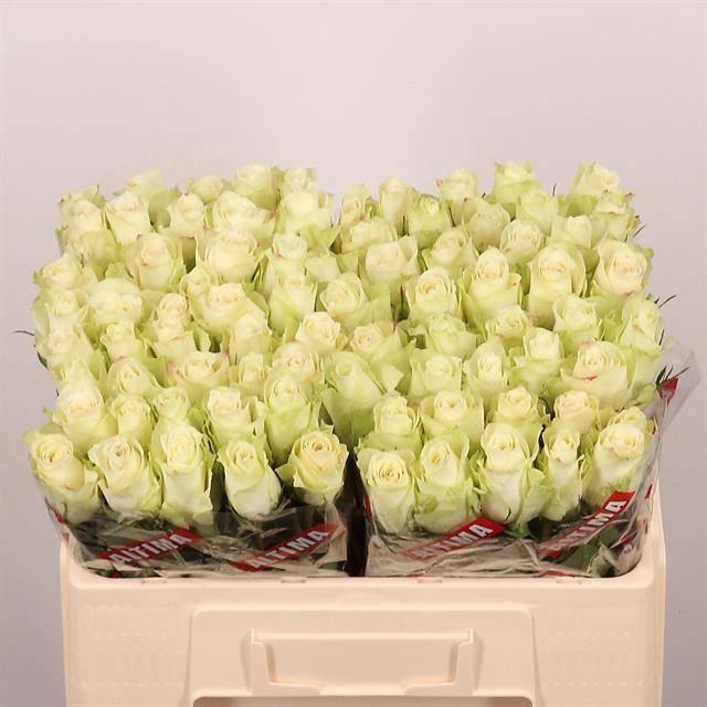 <h4>R GR ATHENA</h4>