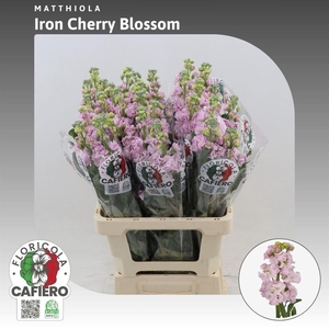 Matthiola Iron Cherry Blossom
