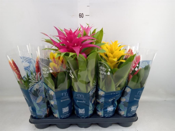 <h4>Bromelia   ...mix</h4>