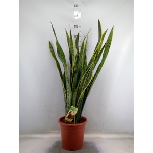 Sansevieria trifa. 'Laurentii'