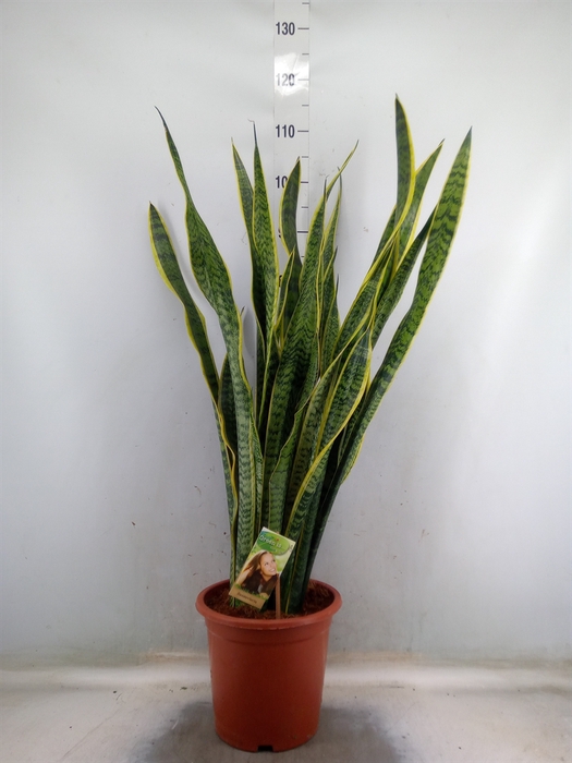 <h4>Sansevieria trifa. 'Laurentii'</h4>