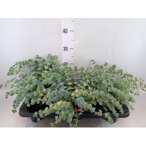 Sedum sieboldii 'Mediovariegatum'