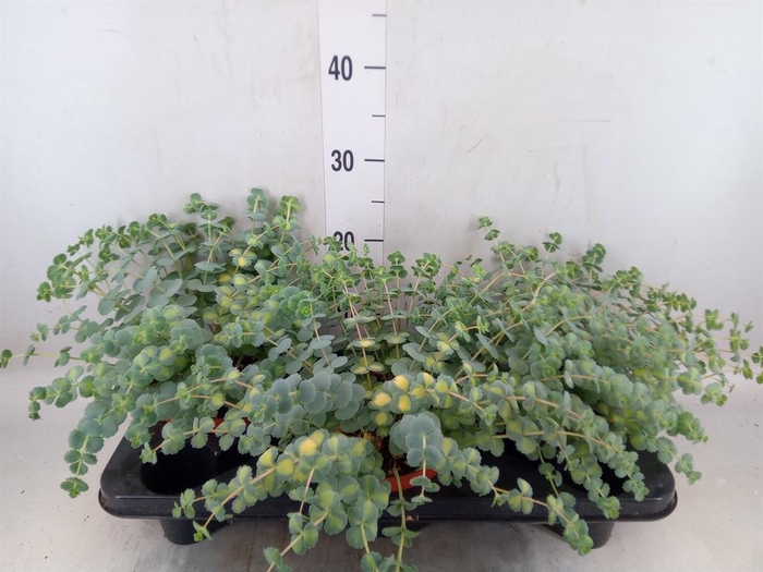 <h4>Sedum sieboldii 'Mediovariegatum'</h4>