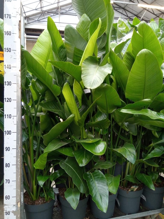 <h4>Strelitzia nicolai</h4>