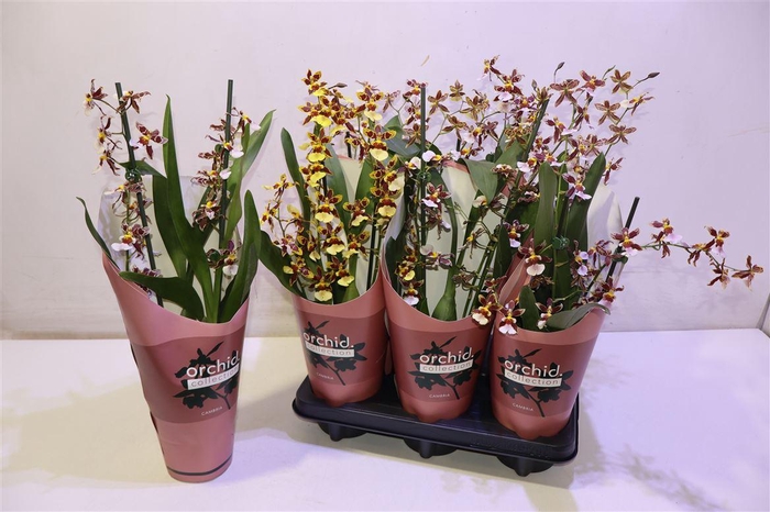 <h4>Oncidium Barrocc Bro</h4>