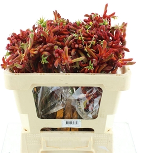 Anigoz Ramp Roy Slav