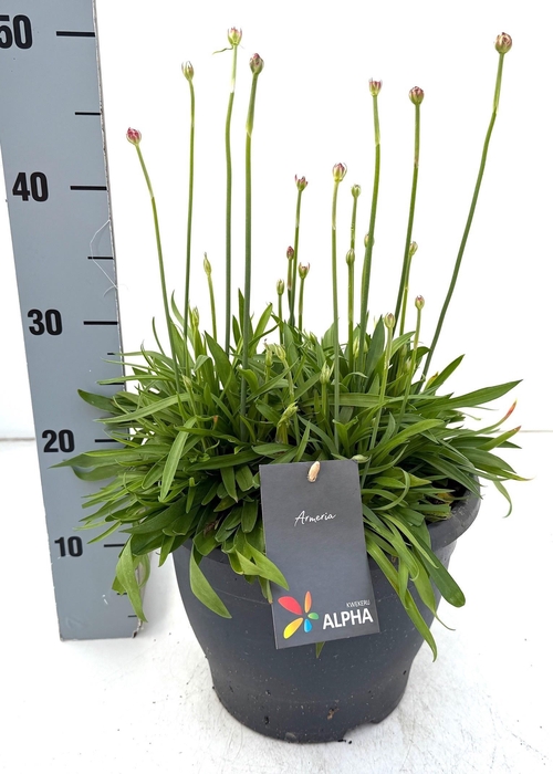 <h4>ARME PSEUDARMERIA</h4>