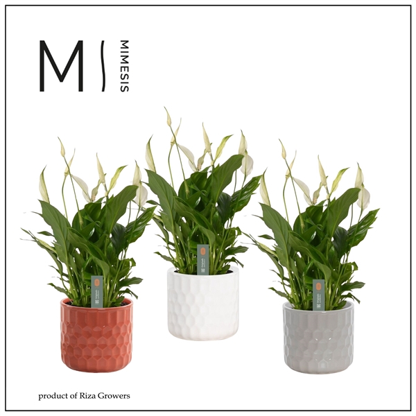 <h4>Mimesis Spathiphyllum Bellini -13 cm in Katie - Stone Touch</h4>