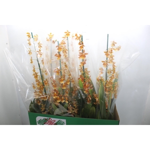 ORQUIDEA HAWAIIAN CATATANTE SUN SPOTS P14