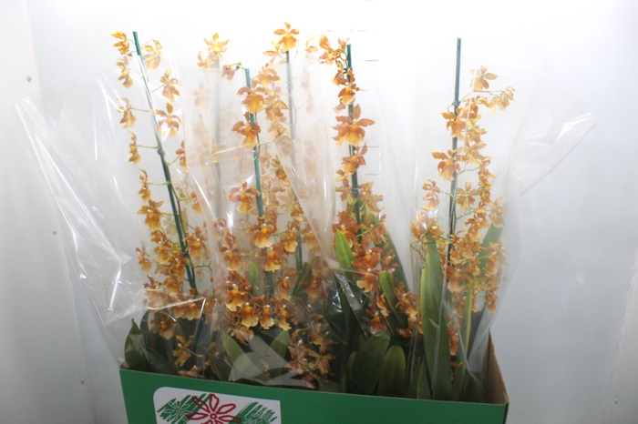 <h4>ORQUIDEA HAWAIIAN CATATANTE SUN SPOTS P14</h4>