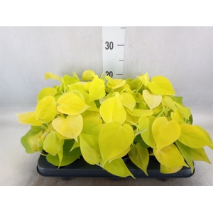 Philodendron scand. 'Lemon Lime'