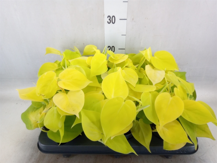 <h4>Philodendron scand. 'Lemon Lime'</h4>