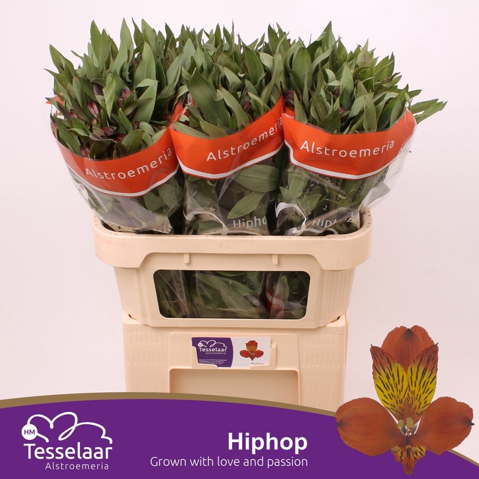 <h4>Alstroemeria Hiphop</h4>