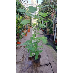 Sparrmannia africana