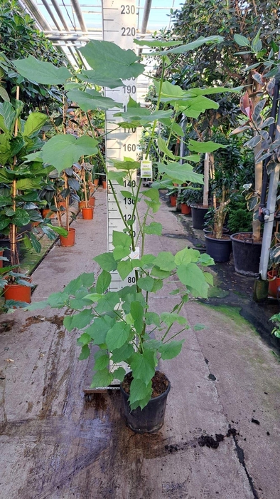 <h4>Sparrmannia africana</h4>