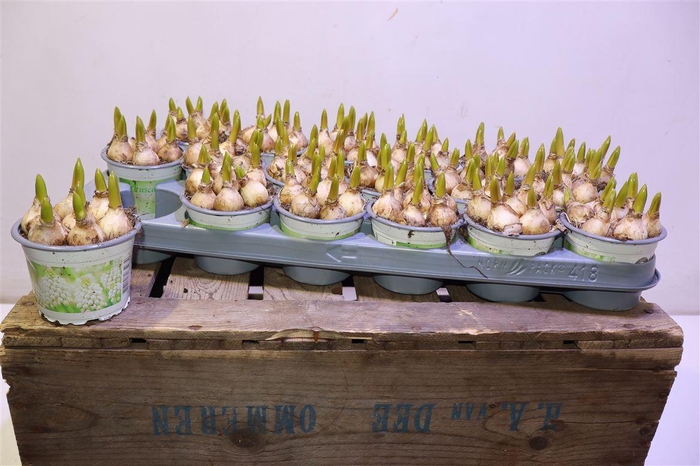 <h4>Muscar White Spear</h4>