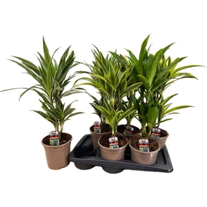 Dracaena mix 17Ø 65cm 2pp