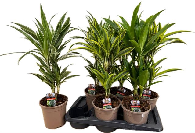 Dracaena mix 17Ø 65cm 2pp