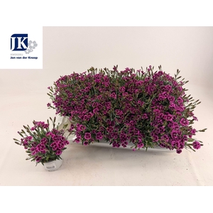 DIAN PICTURE PERFECT