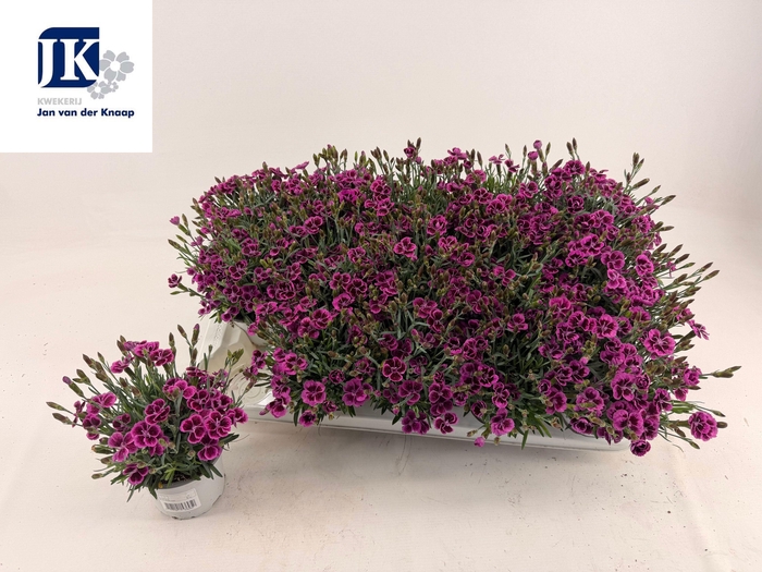 <h4>DIAN PICTURE PERFECT</h4>