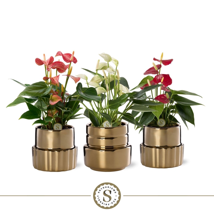 <h4>Oslo Gold Keramiek 9cm Mix</h4>