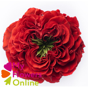 R Gr Red Monster Red 50cm EC