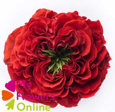 <h4>R Gr Red Monster Red 50cm EC</h4>