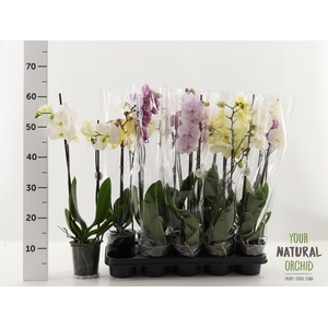 PHAL GEM