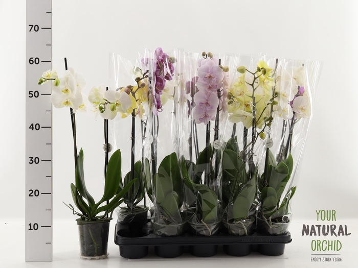 <h4>PHAL GEM</h4>