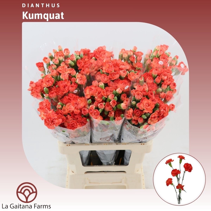 <h4>Dianthus tr Kumquat</h4>