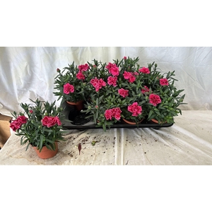 DIAN OSC PURPLE WING