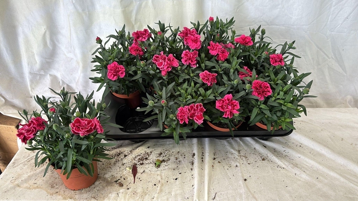 <h4>DIAN OSC PURPLE WING</h4>