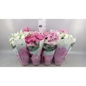 Euphorbia pulc. 'Princ'  ..mix