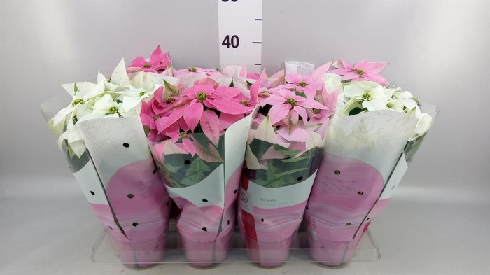 <h4>Euphorbia pulc. 'Princ'  ..mix</h4>