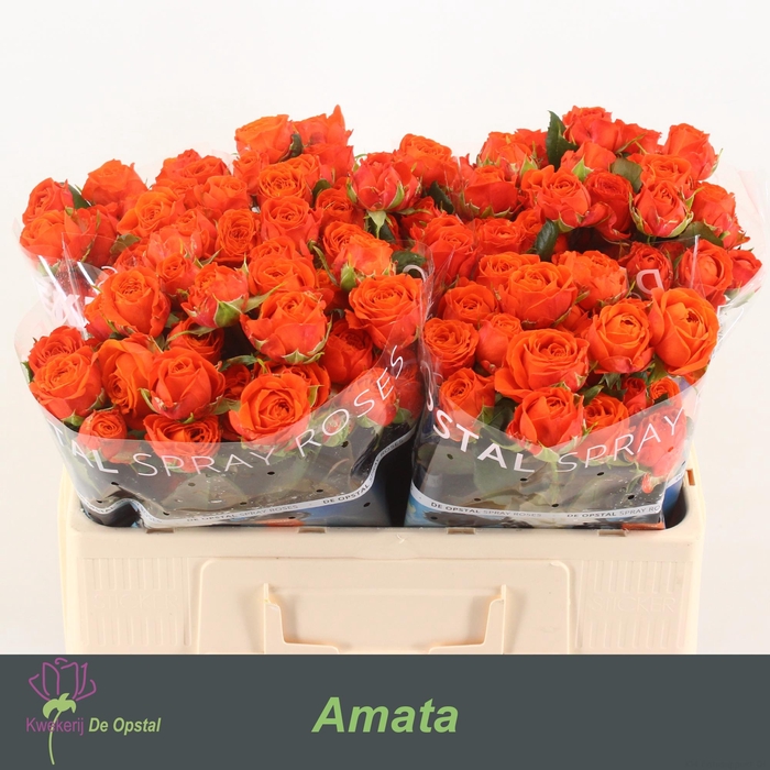 <h4>R Tr Amata</h4>