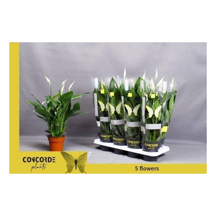 <h4>Spathiphyllum Pico Cupido 13Ø 50cm 5fl</h4>