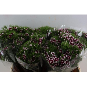 Di Barb Breanthus Roi Bicolor Red White