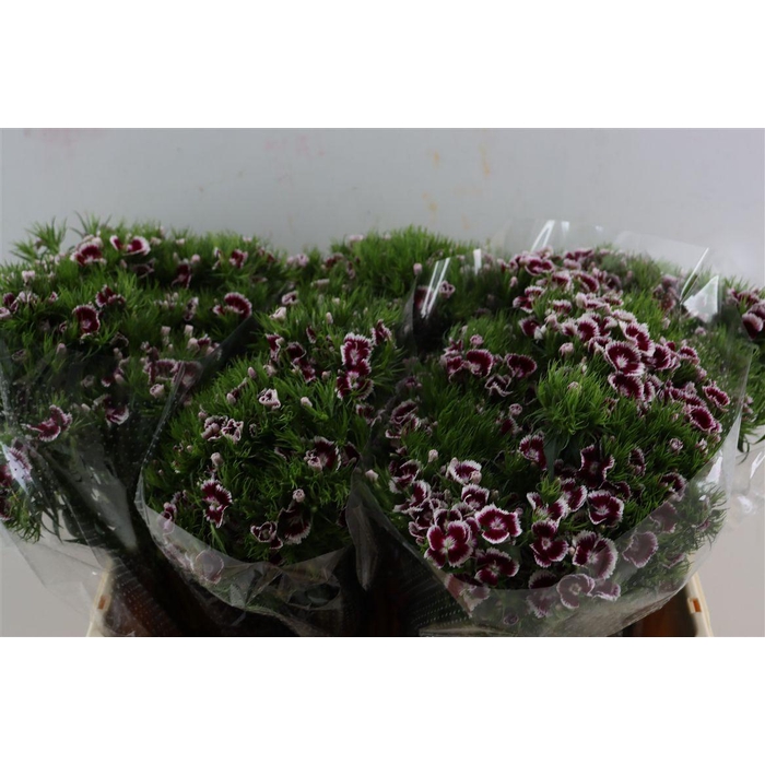 <h4>Di Barb Breanthus Roi Bicolor Red White</h4>