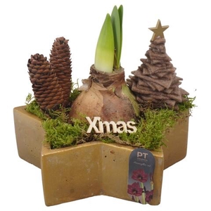 PTACH2497 Arrangementen Kerst