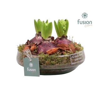 Green Bottle Iris Small met Hyacinten