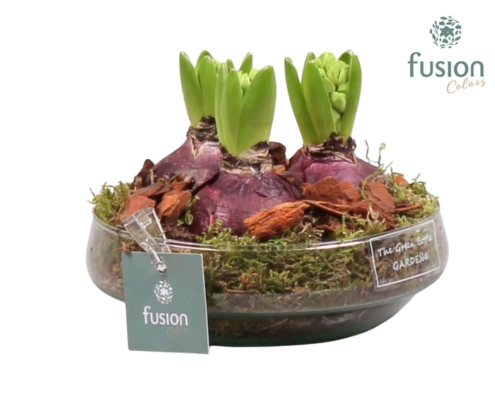 <h4>Green Bottle Iris Small met Hyacinten</h4>